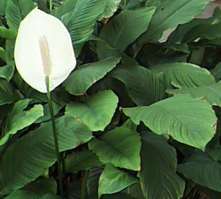 spathiphyllum Mauna Loa Supreme